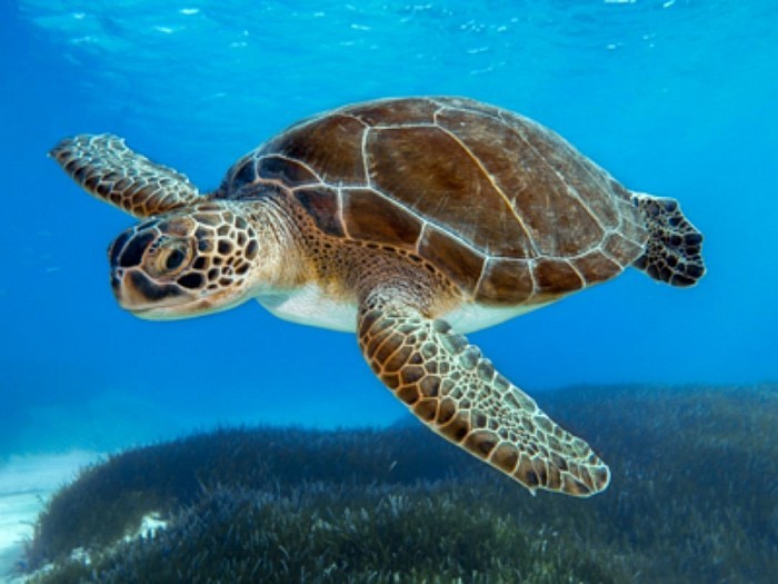 Turtle in océan